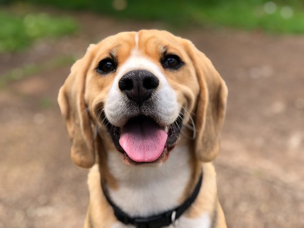 Photo de Rufus